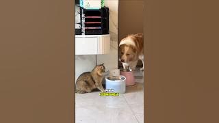 A kind-hearted dog who is sensitive to the cat
