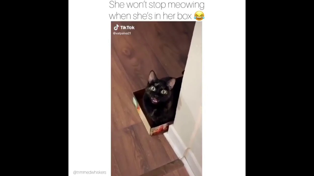 Videos I Saved On Instagram That I Wanted To Share YouTube