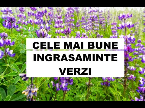 Video: Sideratele sunt îngrășăminte verzi naturale