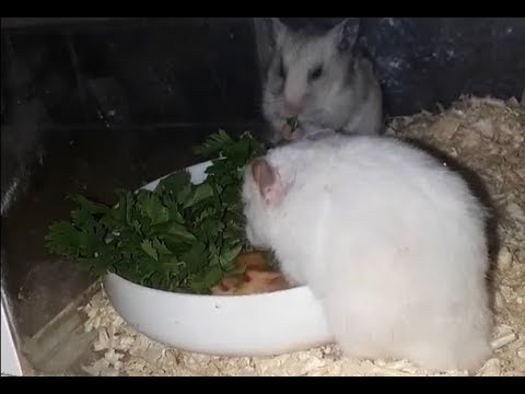 hamster-eating-parsley---funny-hamster