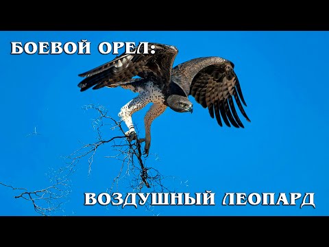 Боевой орел: Идеальный охотник | Интересные факты про орлов
