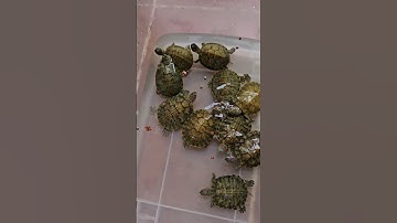 Rùa tai đỏ size 7-8cm ăn cám Kama mừng Lễ