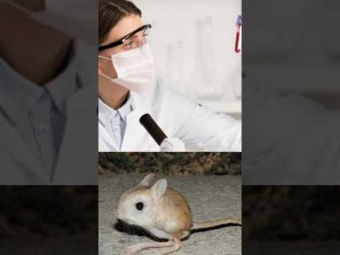 مخلوق إذا شرب نقطة ماء واحدة يموت