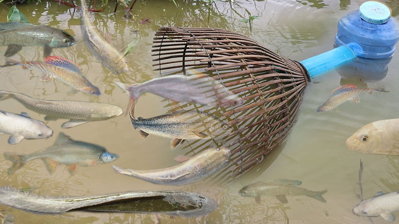 Creative Girl Make Fish Trap Using Pvc Fan Guard Basket To Catch A Lot Of Fish Youtube Fish Survival Life Hacks Creative