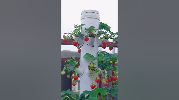 Innovative Strawberry Growing: Mastering PVC Pipe Gardens - Farm Food Family