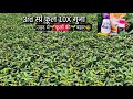 उड़द में तीसरा स्प्रे बेस्ट रिजल्ट | Urad me 3rd spray kab kre🌱Urad me konsi dwai dale💧best tonic