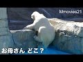 Where is the mother? Polar Bear cub お母さんどこ？ 探すこぐま