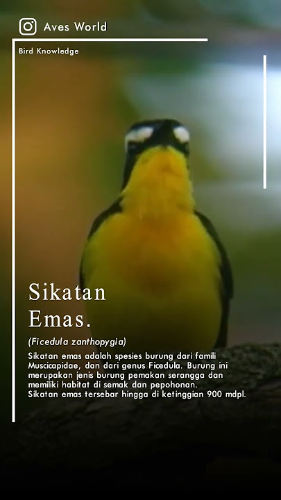 Sikatan Emas #sikatanemas #birds #shorts