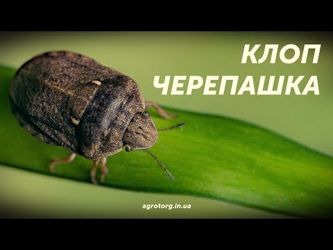 Video: Kaj so akaricidi - informacije o uporabi akaricidov na travnikih