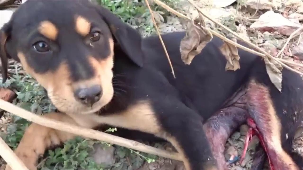 Cachorro con pata destrozada es rescatada...