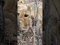 Hungry little lion cubs having a fight over milk#lion #shorts