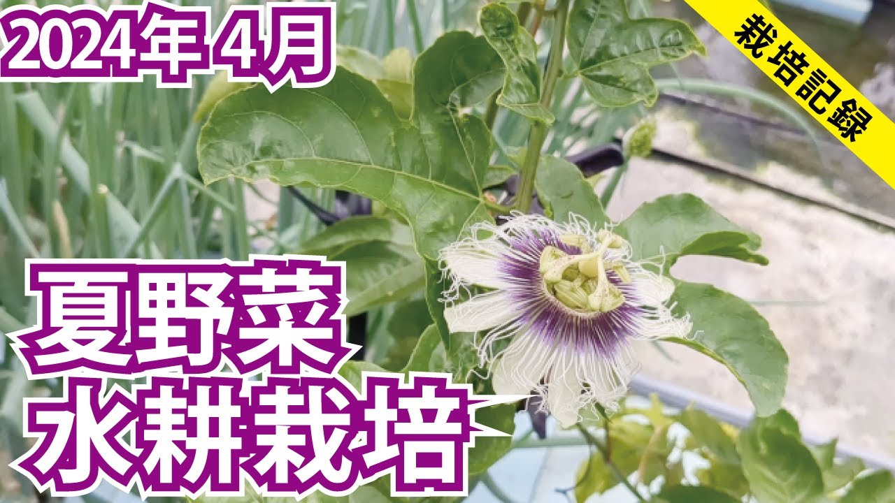 【4月開始】雨どい水耕栽培で夏野菜6種を育てる【2024年4月】