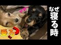 姉妹で引き取ったダックスが一緒に寝る時、必ずどちらかが上になる説【♯008】