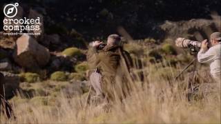 Puma Tracking in Patagonia - Crooked Compass
