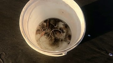 câu tôm tích và ốc mở  | go catch Mantis shrimp