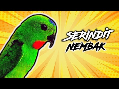 serindit-gacor-full-isian-tajam-panjang-jernih-|-mp3-suara-burung-|-download-|-masteran-kacer-|-1jam