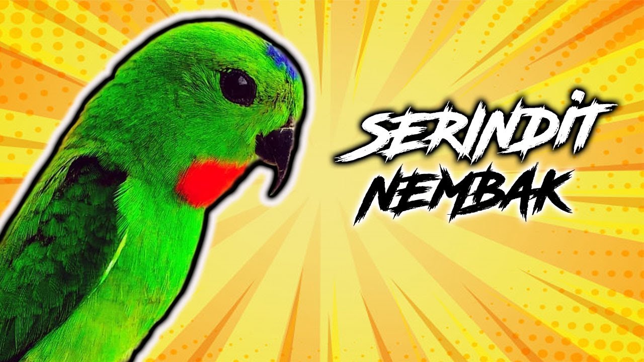 Serindit Gacor Full Isian Tajam Panjang Jernih Mp3 Suara Burung