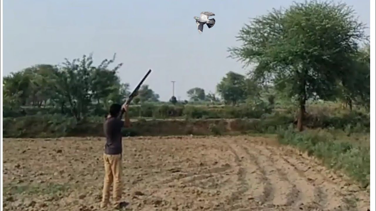 pigeon hunting 2023 season