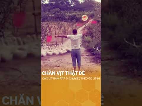 Video Hình ảnh đàn vịt răm rắp di chuyển theo cờ lệnh - youtube