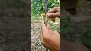 Branch Grafting Made Easy | Successful Tree Grafting #grafting #farming #satisfying #shorts