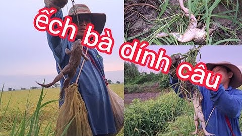 Cắm câu ếch_đi cắm câu ếch trên đồng lúa dính ếch khủng_Cà Kê Vlog
