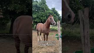 ahh cavalo Top de verdade #cavalo #vaqueiro #vaquejada #montaria #cavalgada #haras #fazenda #shorts