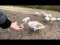 Wild swan vs my hand painful