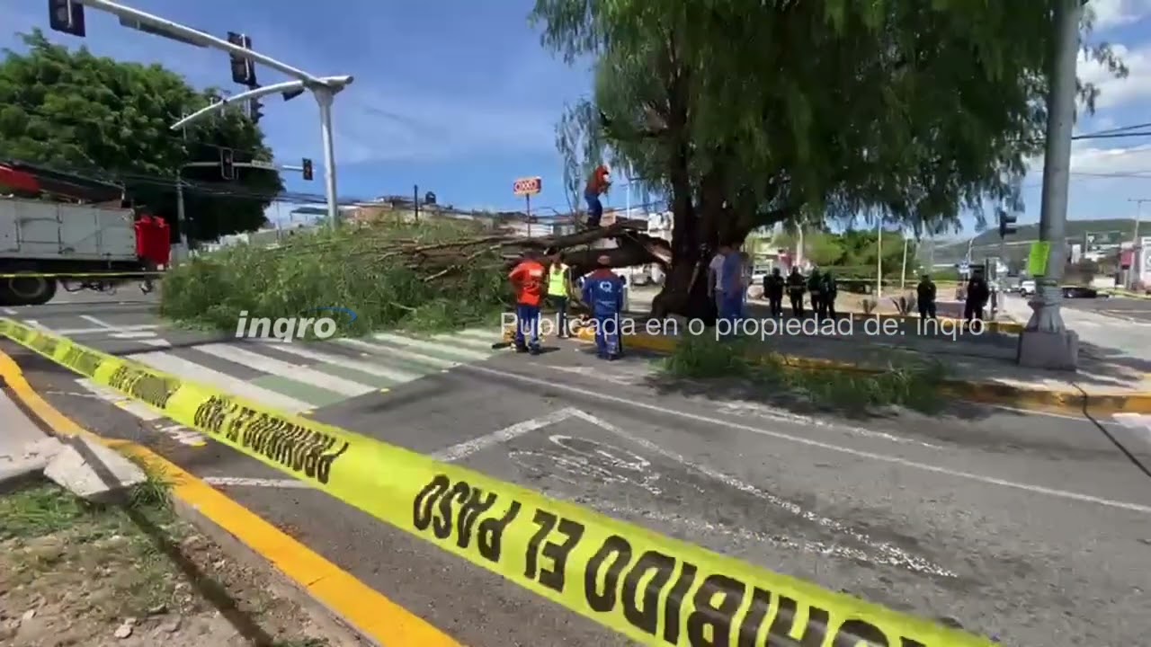Mujer lesionada al caerle parte de un árbol en Colonia Satélite