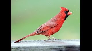 Красный кардинал  Red Cardinal Song