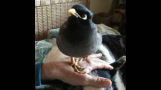 Mynah 'Kaleo'loves Corgi 'Jack'