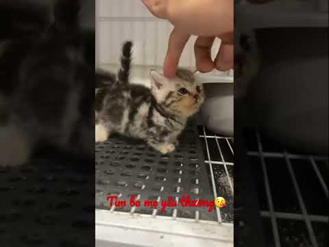 Video Bé mèo sọc dưa tìm ba mẹ yêu thương ???? - youtube