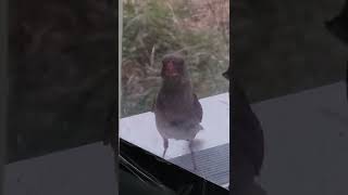 Cardinal hitting window