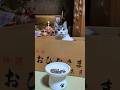 【⚠️音】うれしいひなまつり