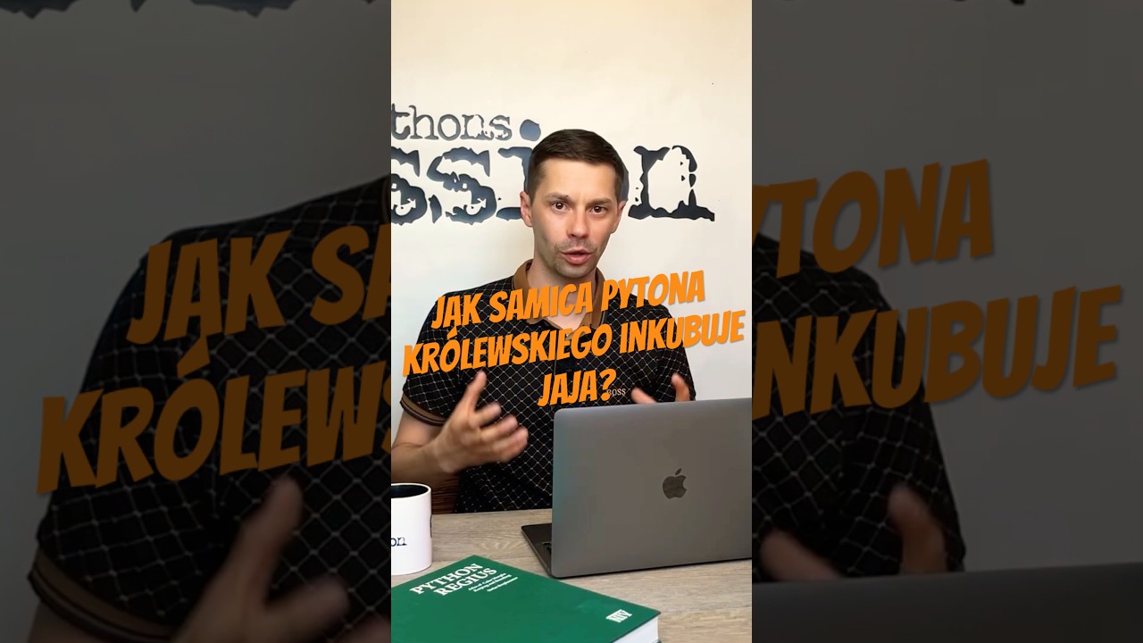Jak samica pytona królewskiego inkubuje jaja? #pythonregius #hodowlawęży #pytonkrólewski #python