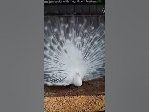 picock - YouTube