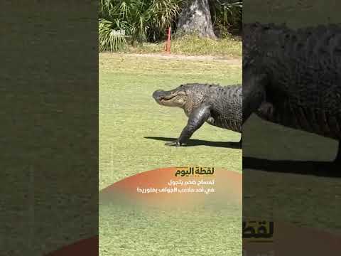تمساح ضخم يتجول في ملعب جولف في فلوريدا