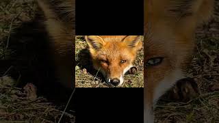 Joe Rogan on How Friendly Foxes Can Be! 🦊🔥#viral #shorts #trending