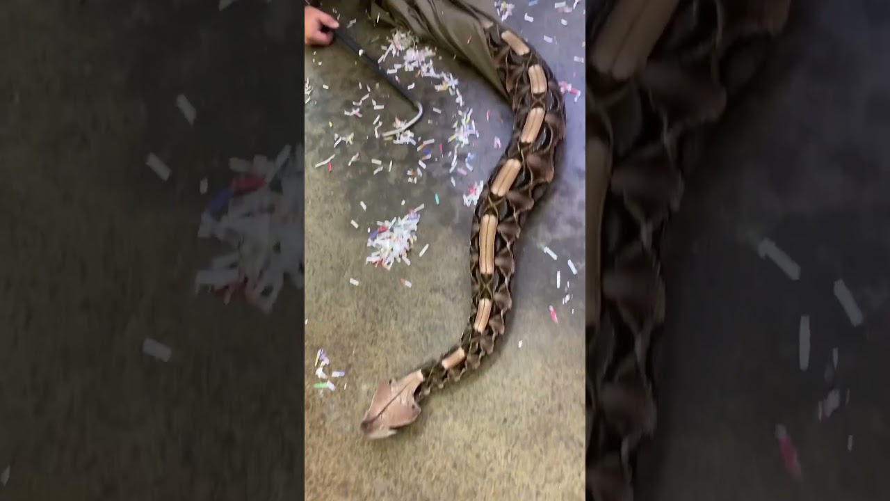 Got a brand new venomous addition 🐍 to the zoo!