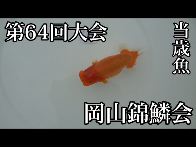 協会系らんちゅう　岡山筋　当歳魚 18.jpg