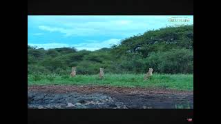 Gorgeous Cheetahs Wander Through Ol Donyo Waterhole 04.24.2024 Africam Live