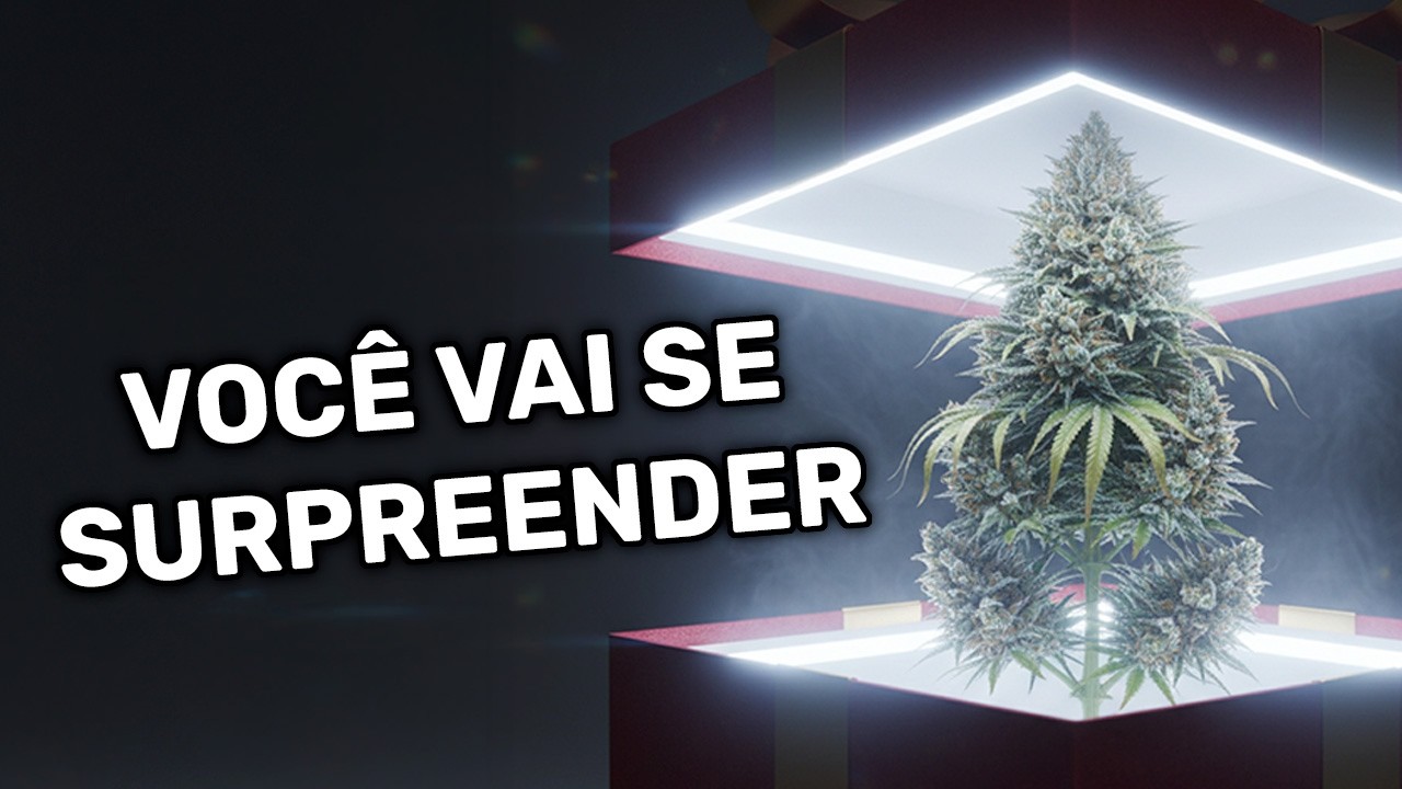 Quanto Custa Cultivar sua Própria Erva em Casa?