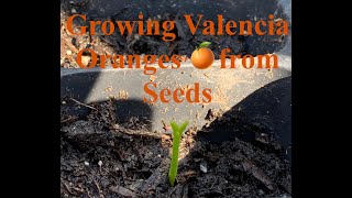 Growing Valencia Oranges 🍊 from Seeds — Planting and 1 Week Update