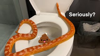 Toilet Trained Pet Snake?! | Snake Pooping in Toilet