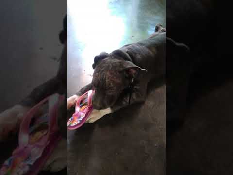 american bully allergies