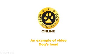 An example of video. Dog&#39;s head
