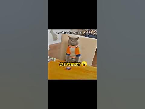 CAT RESPECT😮😎😏#shorts#cat#respect YouTube CAT RESPECT😮😎😏#shorts#cat#respect YouTube