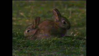 BBC Wildlife on One - The Tale of the Big Bad Fox (Documentary 1995)
