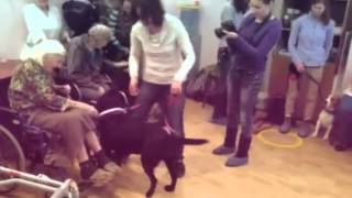 Канис-терапия "Собаки Для Жизни" в пансионате "Приморский"
