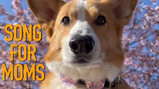 DEAR MOTHERS - Topi the Corgi