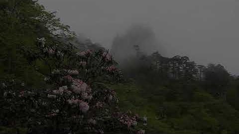 تلاوة عطرة 🤍🕋📿